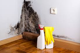 Reliable Julesburg, CO Mold Removal Solutions